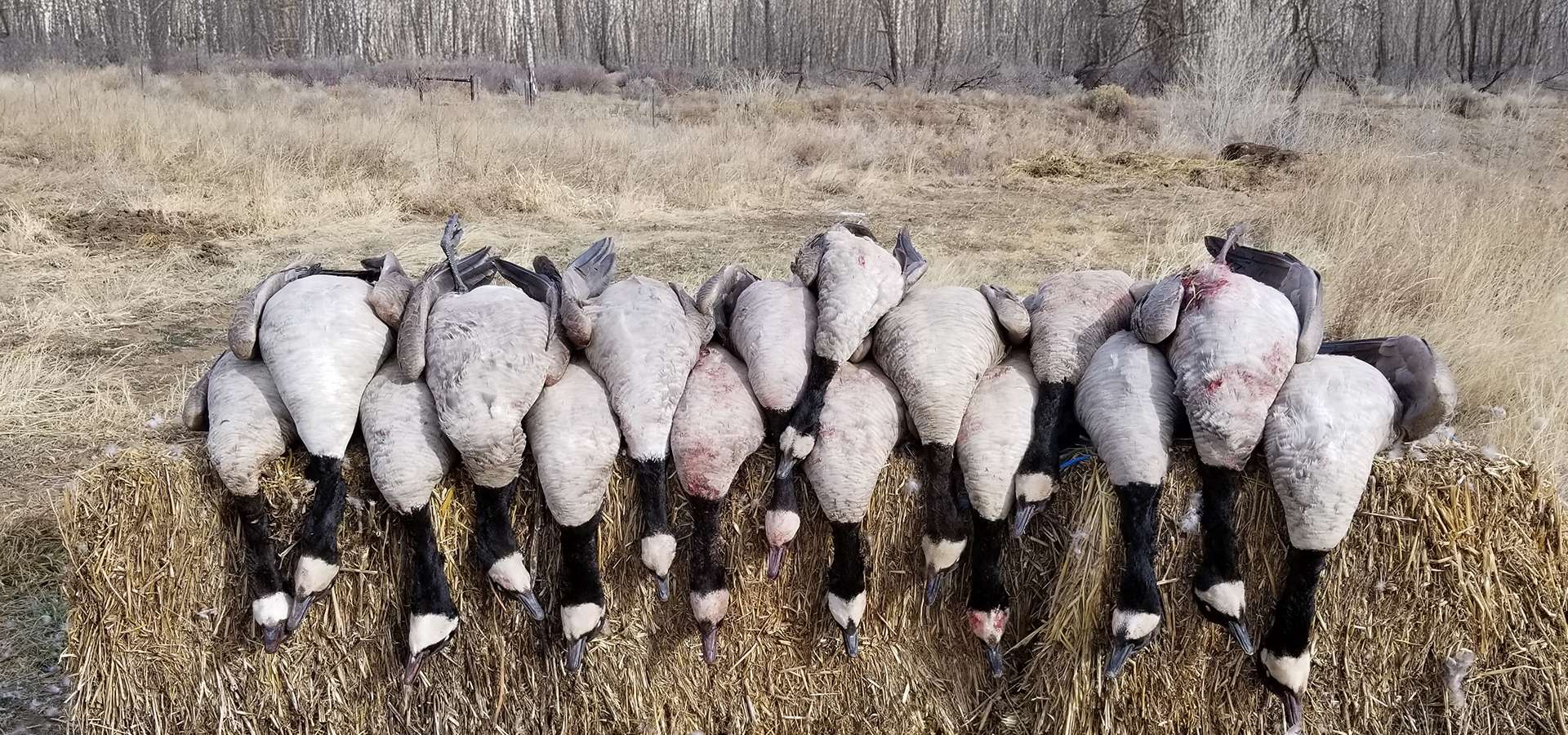 Goose Hunting