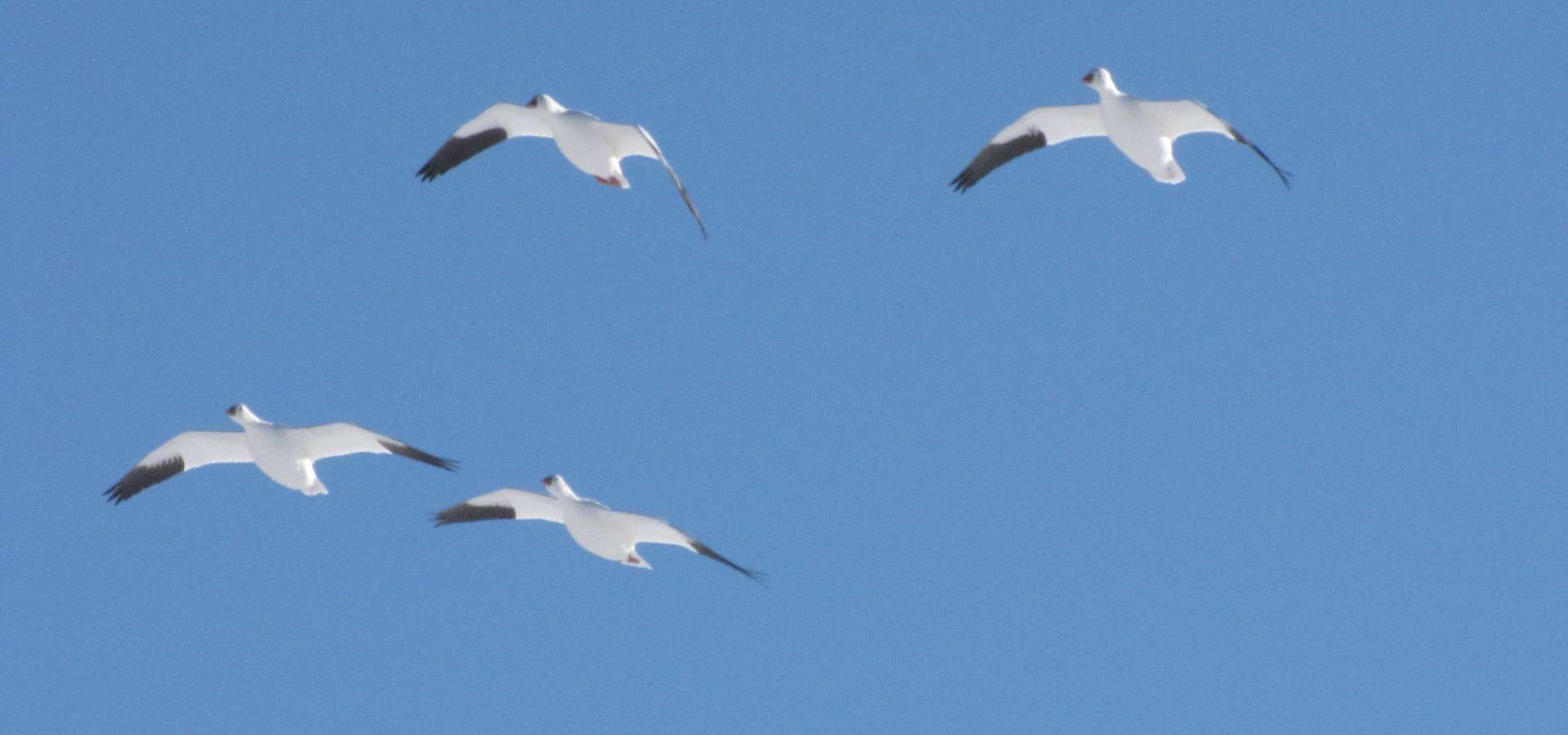 Spring Snow Goose Hunts Nebraska | Beaus Outdoors